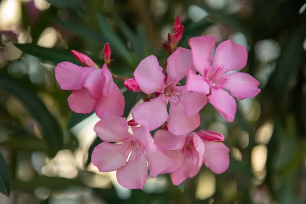VGZ_5548